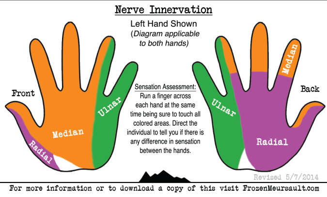 Nerve-Injury-Reference-Card-Innervation